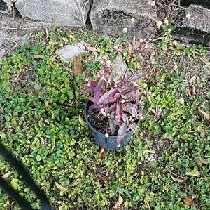 Meet your Posher, Wanda